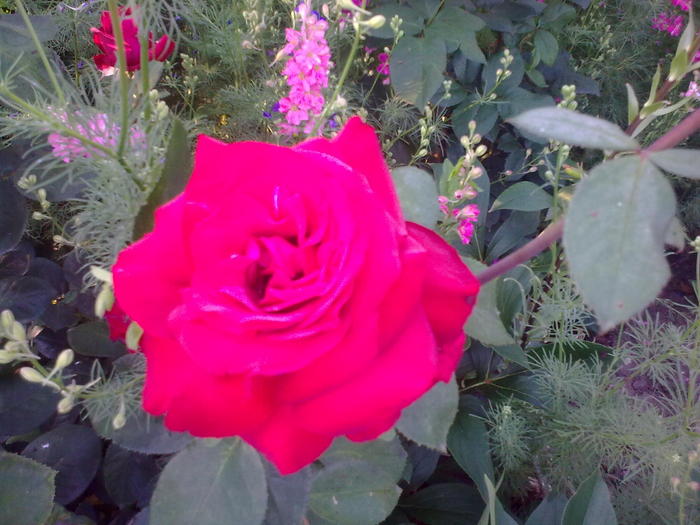Image0292 - trandafiri 2010