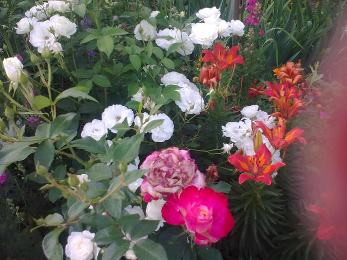Image0294