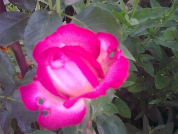Image0297 - trandafiri 2010