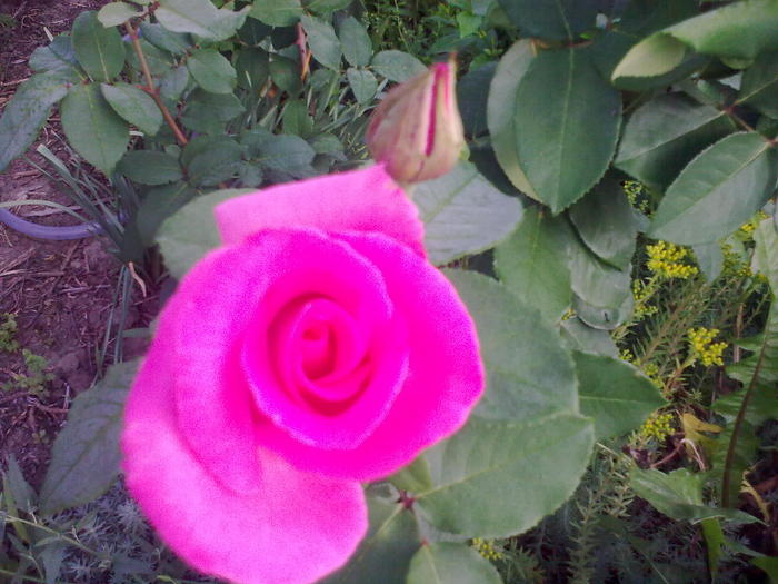 Image0298