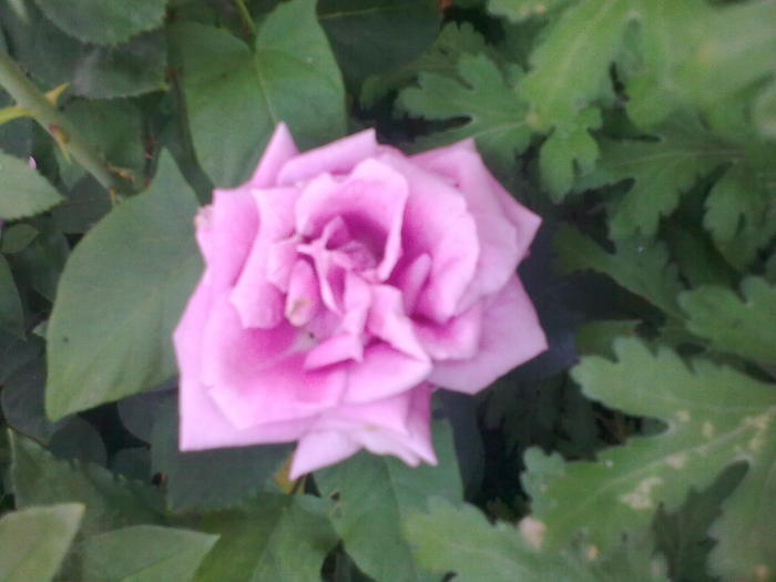 Image0300