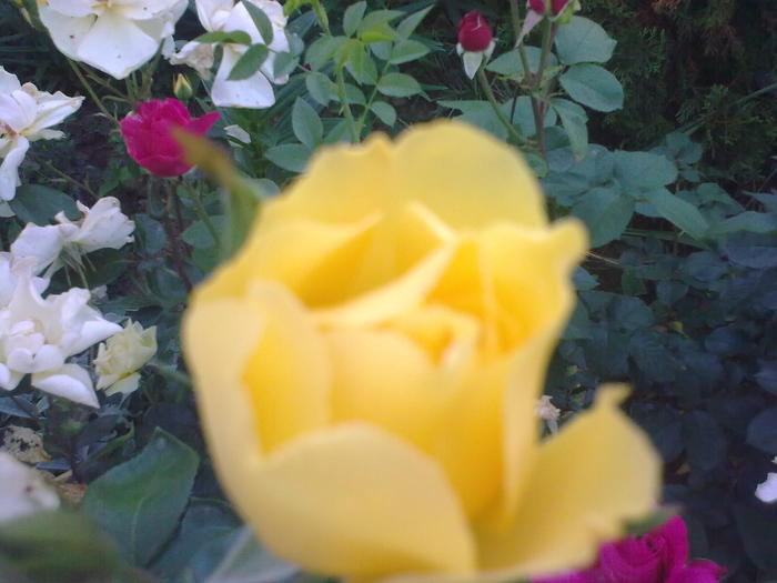 Image0306 - trandafiri 2010