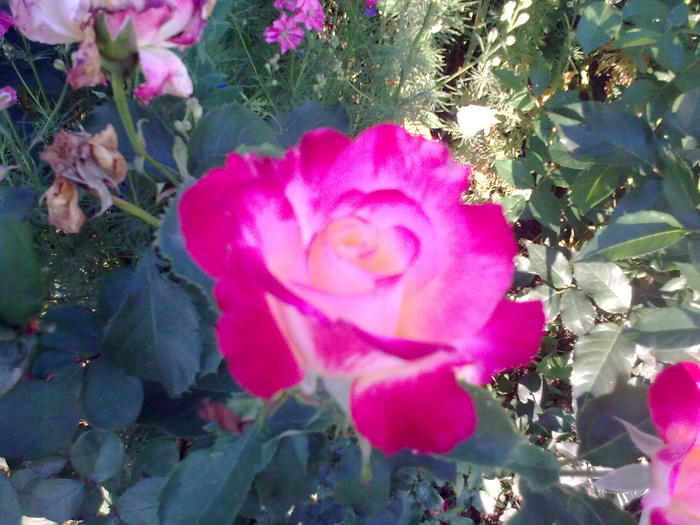 Image0322 - trandafiri 2010