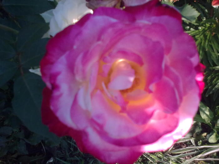 Image0323 - trandafiri 2010
