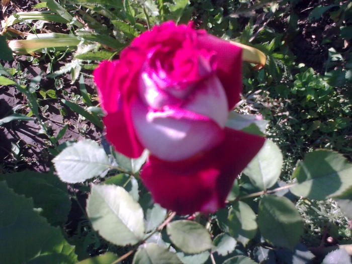 Image0333 - trandafiri 2010