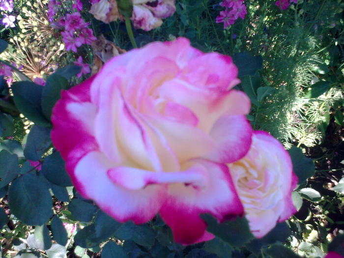 Image0334 - trandafiri 2010