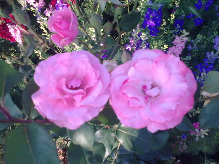 Image0327 - trandafiri 2010