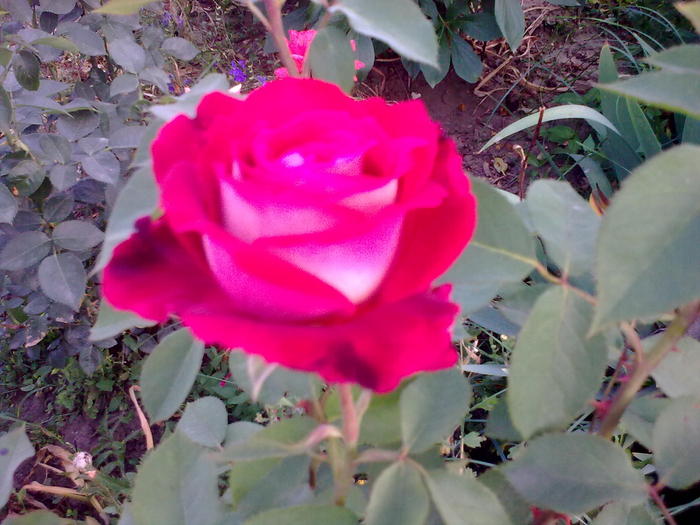 Image0354 - trandafiri 2010