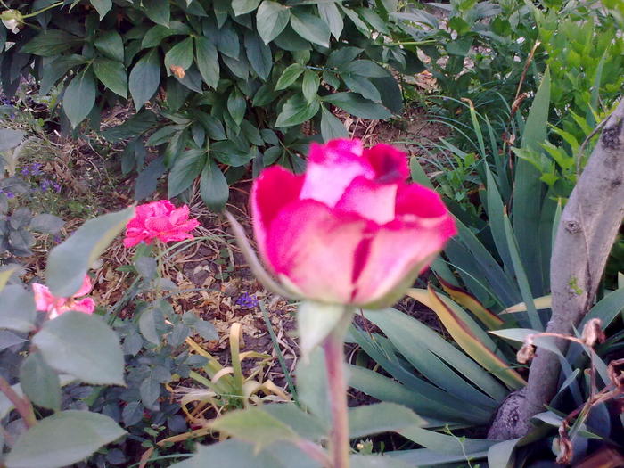 Image0355 - trandafiri 2010