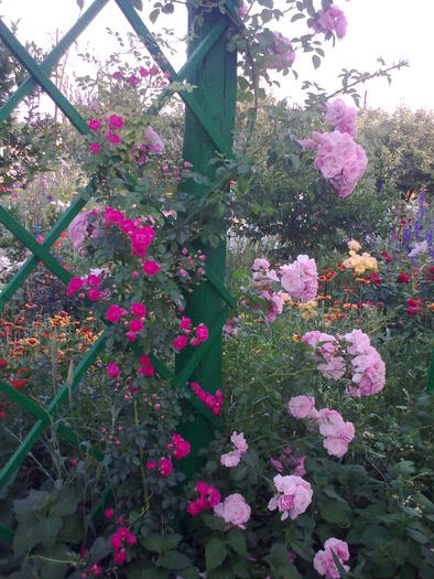 Image0356 - trandafiri 2010