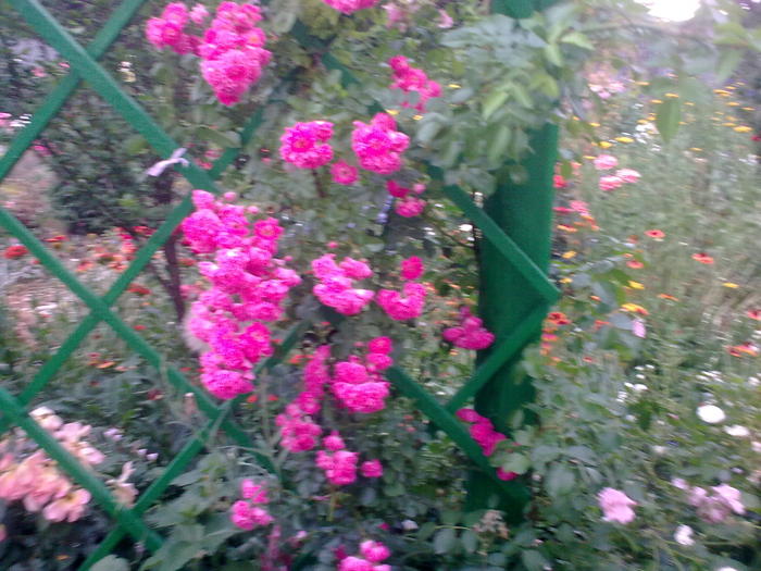 Image0391 - trandafiri 2010