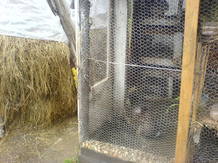 poza facuta pe 22.06.2010 casa iepurilor   fanul pentru la iarna......urmeaza si alte poze cu iepuri - uriasi mei