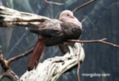 pink_pigeon-Nesoenas_mayeri