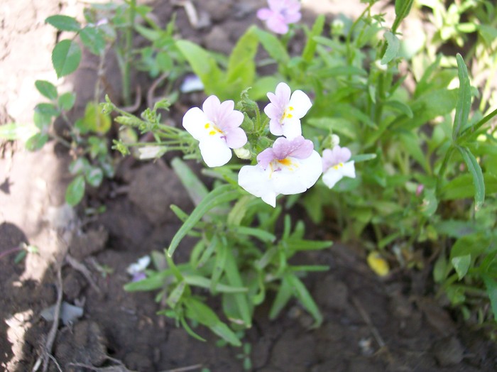 101_0409 - 2010 -b-vara