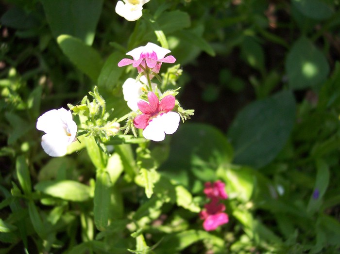 101_0411 - 2010 -b-vara