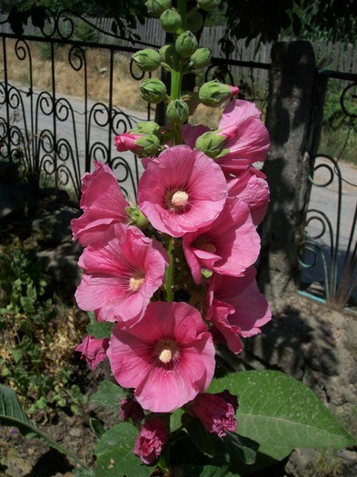 nalba roz - 2010 -b-vara