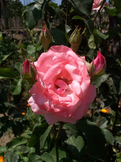 101_0424 - 2010 -b-vara