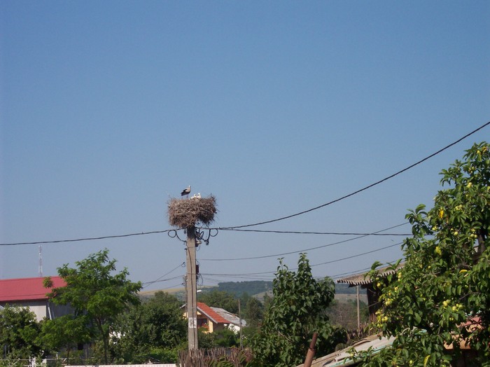 barza - somova delta dunarii foto