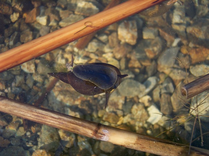 melc - somova delta dunarii foto