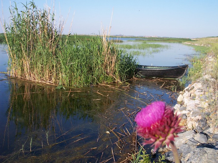 101_0368 - somova delta dunarii foto