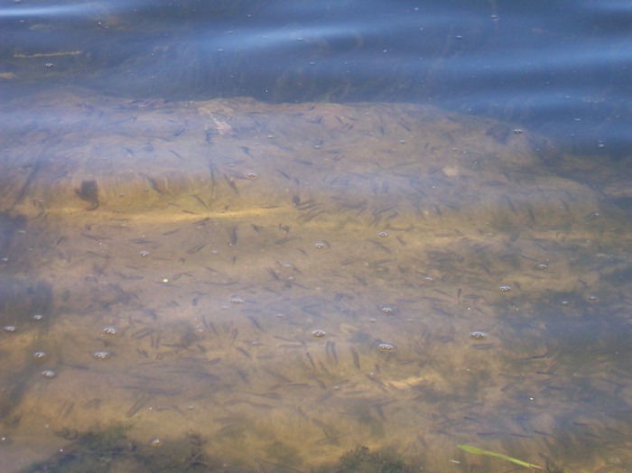 pestisori - somova delta dunarii foto