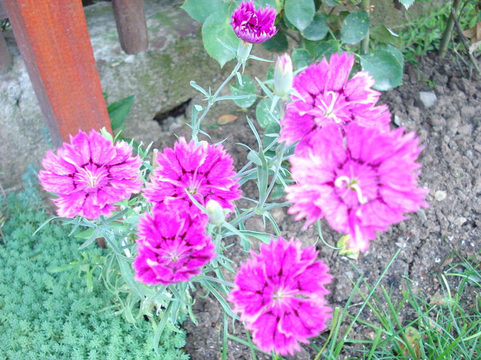 garofite - flori- gradini