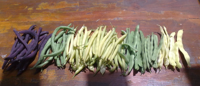 fasole verde,diferite soiuri