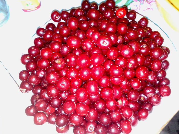 visine - RECOLTE