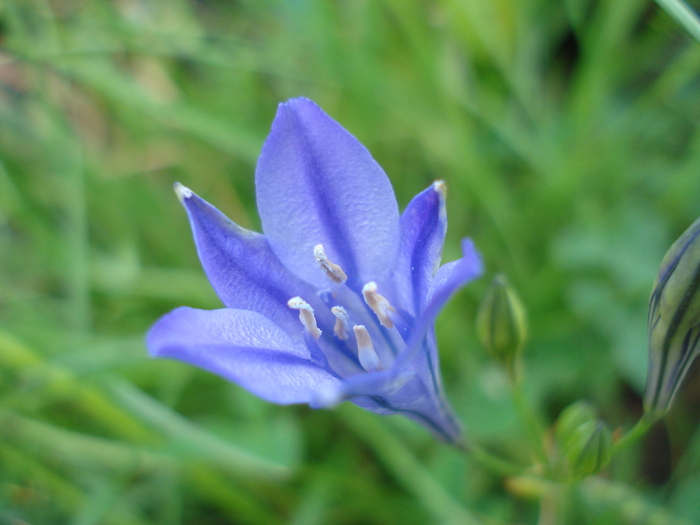 Triteleia laxa Queen Fabiola (2010,Jun.19)