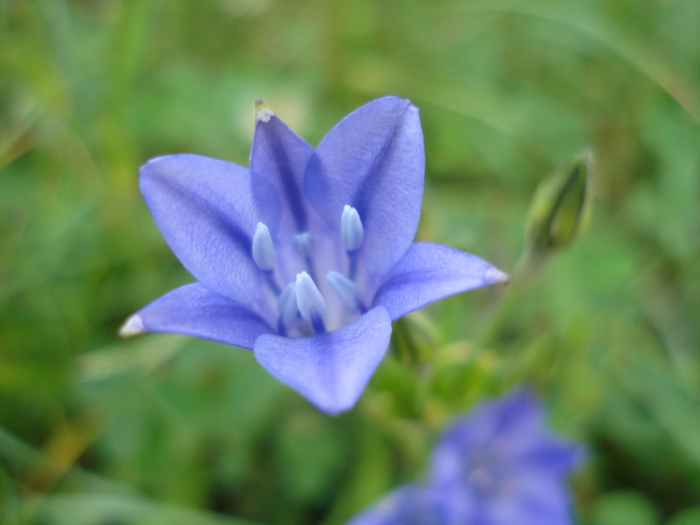 Triteleia laxa Queen Fabiola (2010,Jun.19) - TRITELEIA Laxa Queen Fabiola