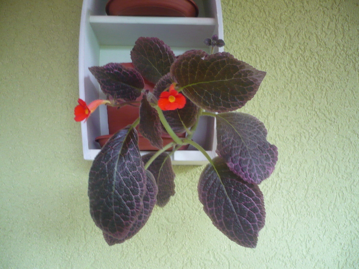 diverse 209 - EPISCIA