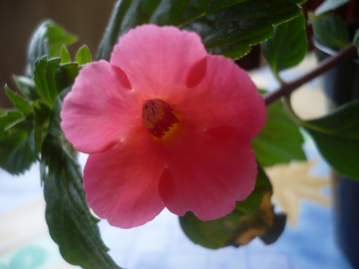 Orange Delight - Achimenes 2010