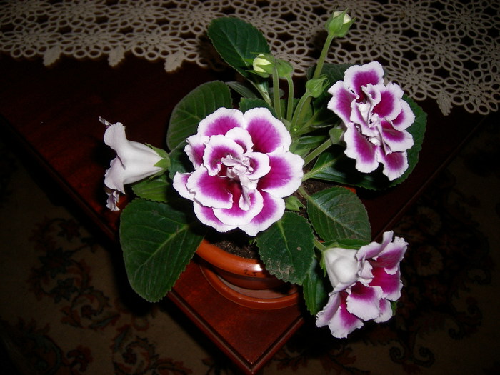 flori 002