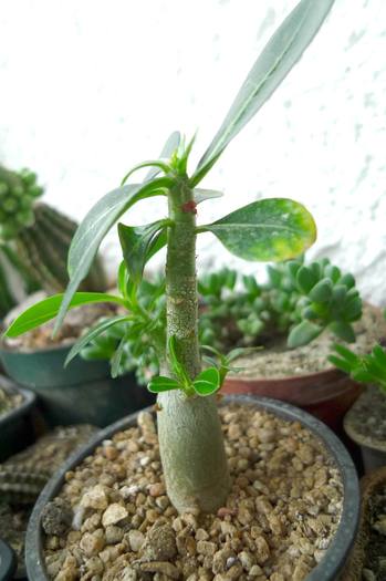  - Plante cu caudex