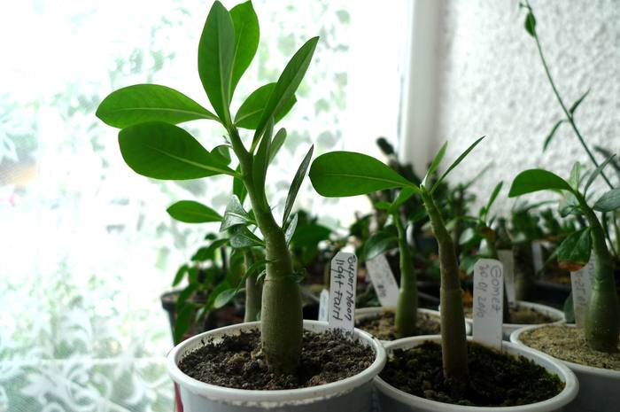 Adenium - Plante cu caudex