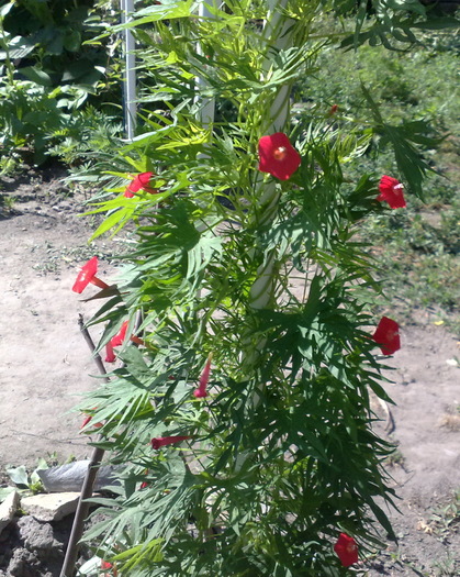 cardinal climber - FLORI IN GRADINA