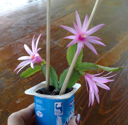 ripsi - Schlumbergera si Rhipsalidolis