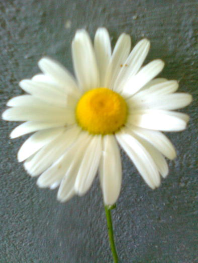 Margarete - Flori de vara