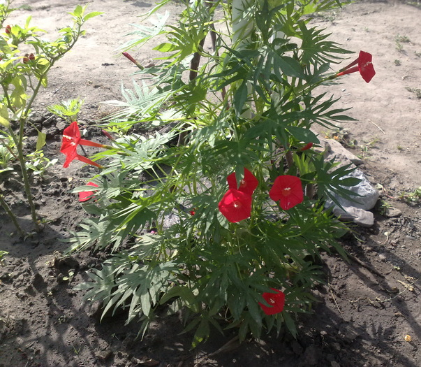 150620104288 - FLORI IN GRADINA