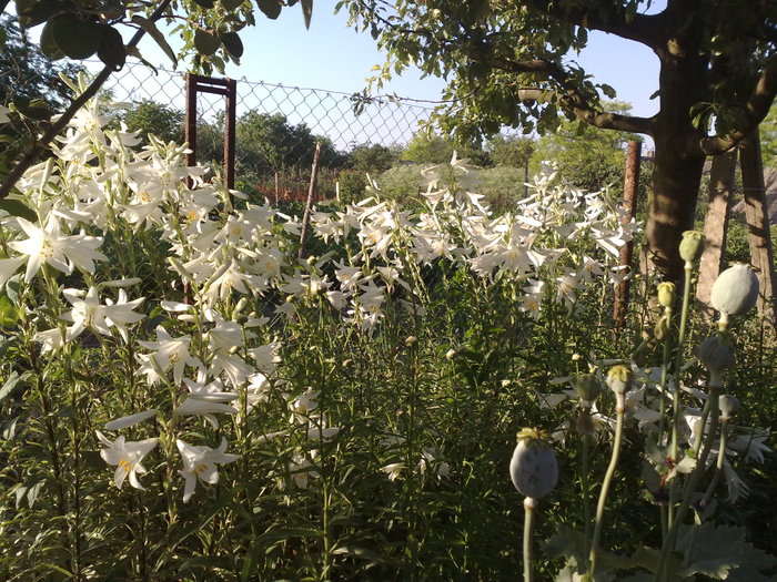 crini - FLORI IN GRADINA