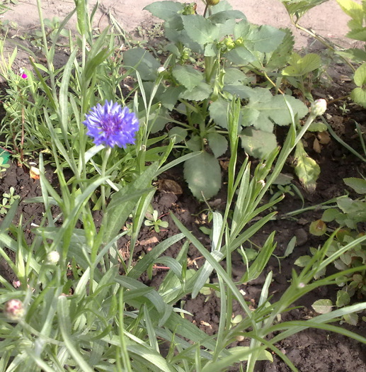 200620104429 - FLORI IN GRADINA