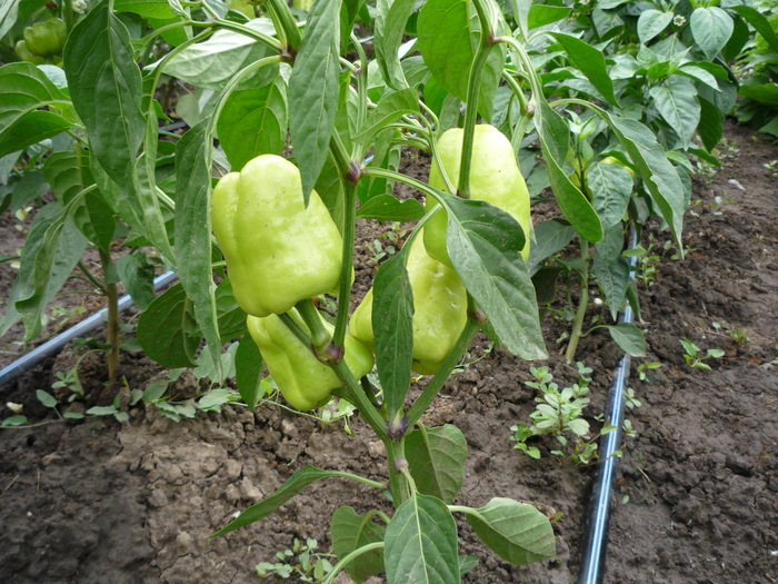 P1040521 - gradina de legume 2010