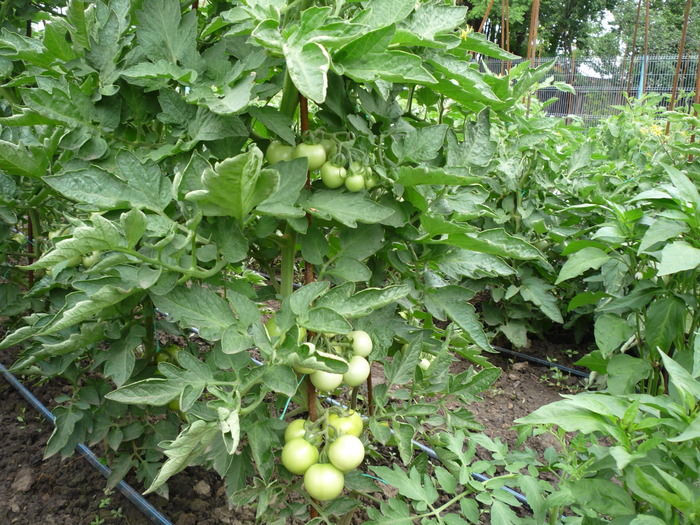 P1040524 - gradina de legume 2010