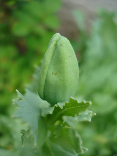 Poppy_Papaver_Mac (2010, May 31) - MACI Poppy Papaver