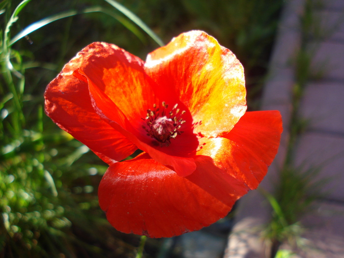 Red Poppy (2010, June 05)