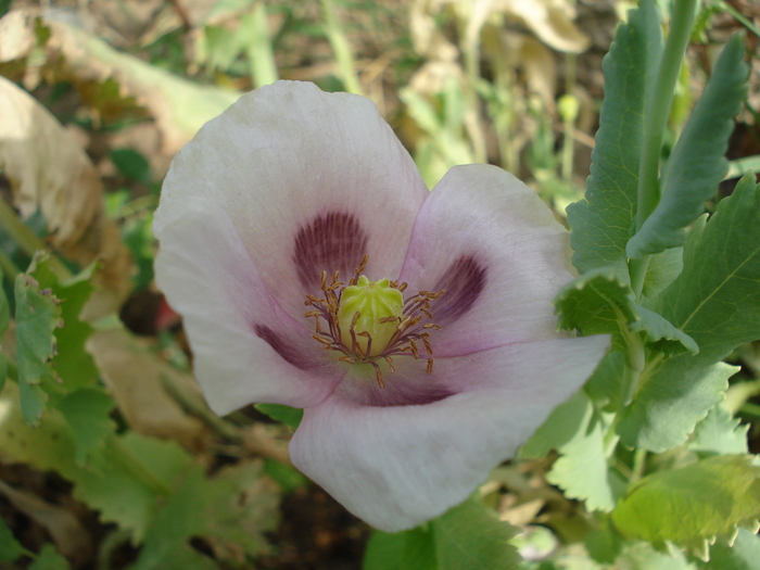 Purple Poppy (2010, June 16) - MACI Poppy Papaver