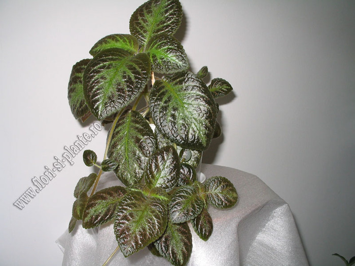 Episcia Pinkiscia 1
