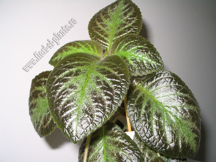 Episcia Pinkiscia 2