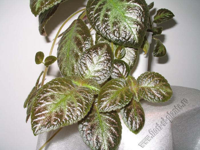 Episcia Pinkiscia 3