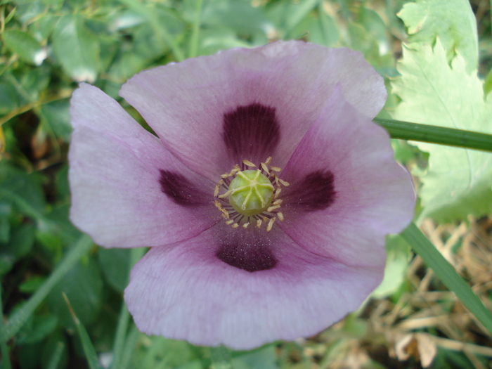 Purple Poppy (2010, June 19) - MACI Poppy Papaver